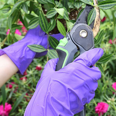 Prenda impermeable libre del polvo de goma largo de Mil Medical Nitrile Gloves Large de la púrpura 5